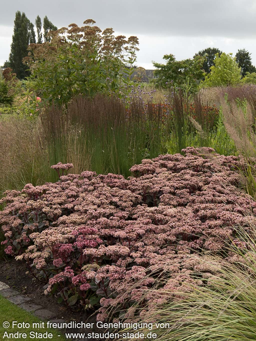 Hohe Fetthenne 'Matrona' (Sedum telephium)