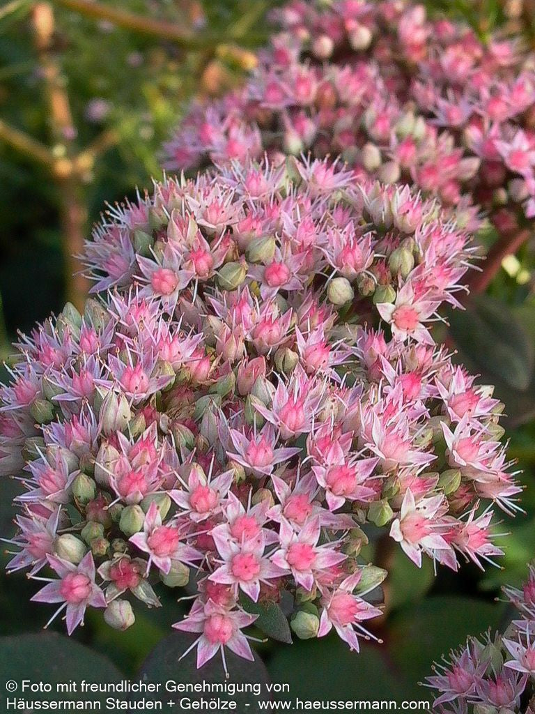 Hohe Fetthenne 'Matrona' (Sedum telephium)