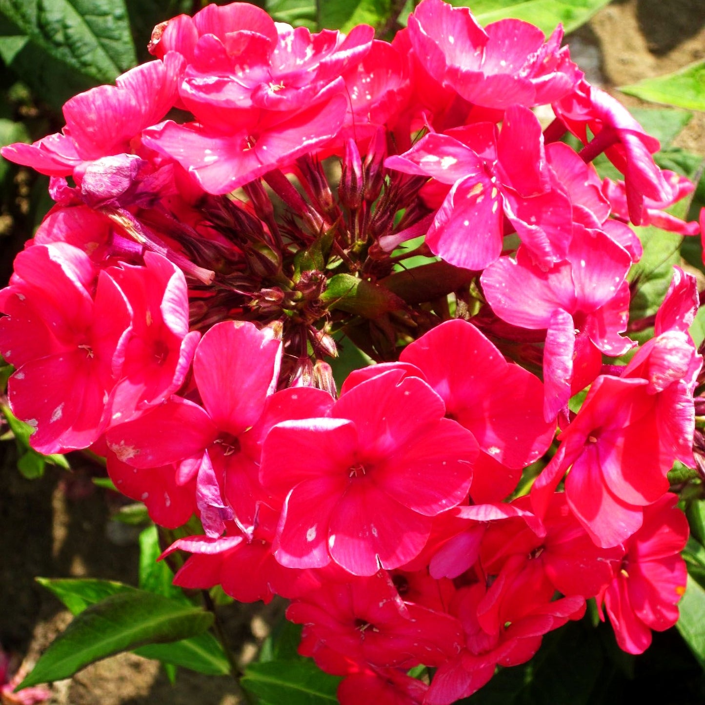 Hohe Flammenblume 'Alenki Tsvetotshek' (Phlox paniculata)