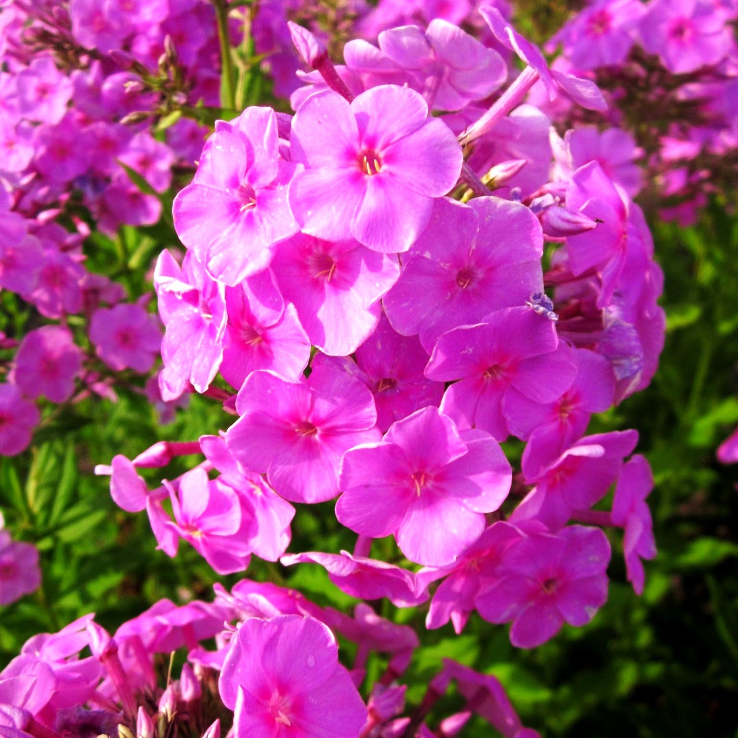 Hohe Flammenblume 'Augenstern' (Phlox paniculata)