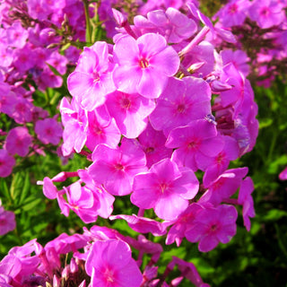 Hohe Flammenblume 'Augenstern' (Phlox paniculata)