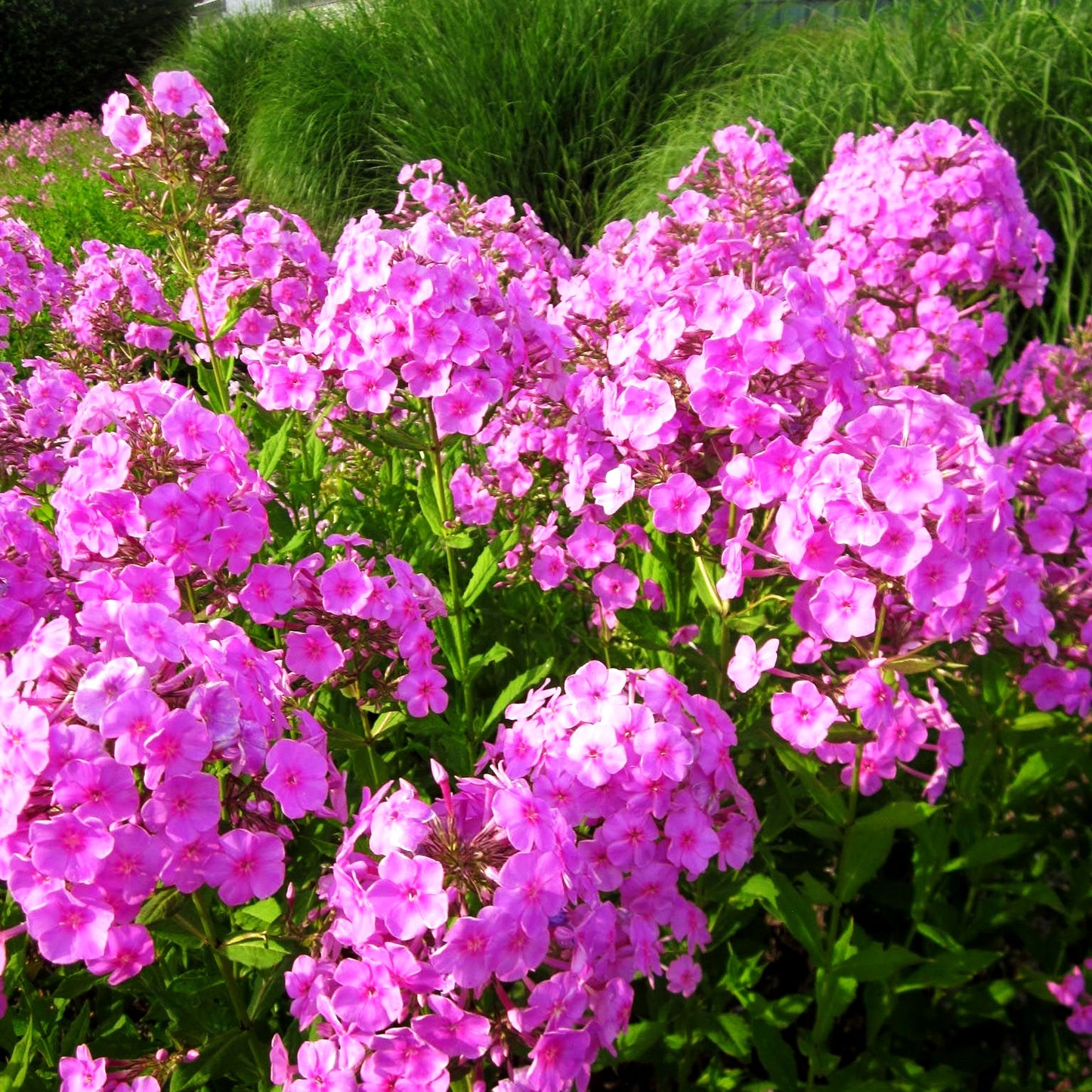 Hohe Flammenblume 'Augenstern' (Phlox paniculata)