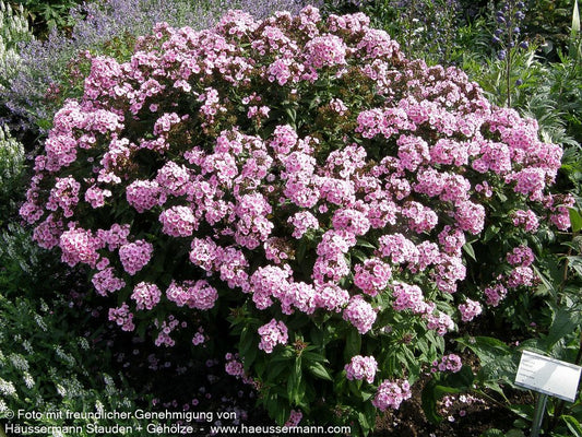 Hohe Flammenblume 'Baby Face' (Phlox paniculata)