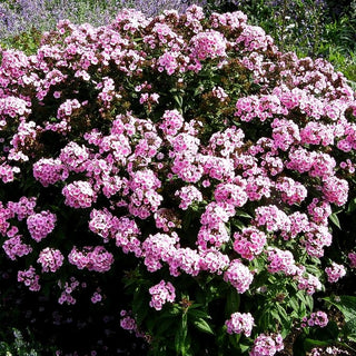 Hohe Flammenblume 'Baby Face' (Phlox paniculata)