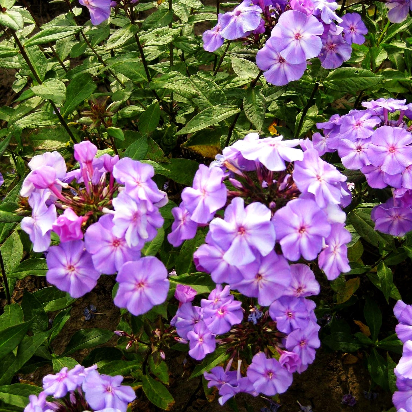 Hohe Flammenblume 'Blue Boy' (Phlox paniculata)