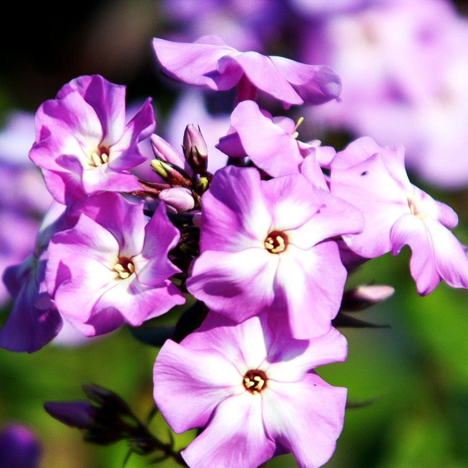 Hohe Flammenblume 'Blue Boy' (Phlox paniculata)