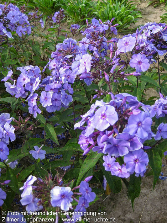 Hohe Flammenblume 'Blue Paradise' (Phlox paniculata)