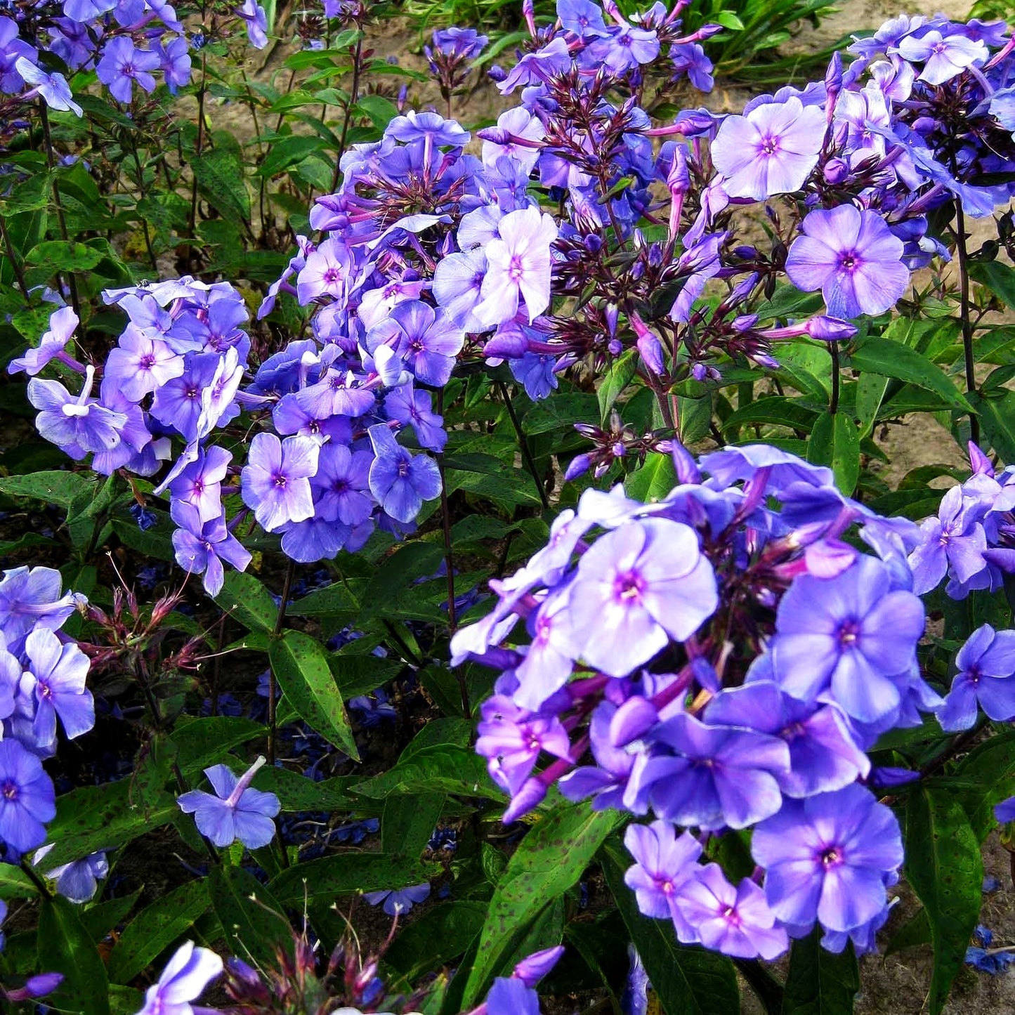 Hohe Flammenblume 'Blue Paradise' (Phlox paniculata)