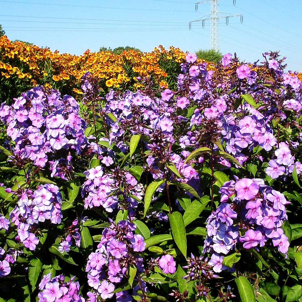 Hohe Flammenblume 'Blue Paradise' (Phlox paniculata)