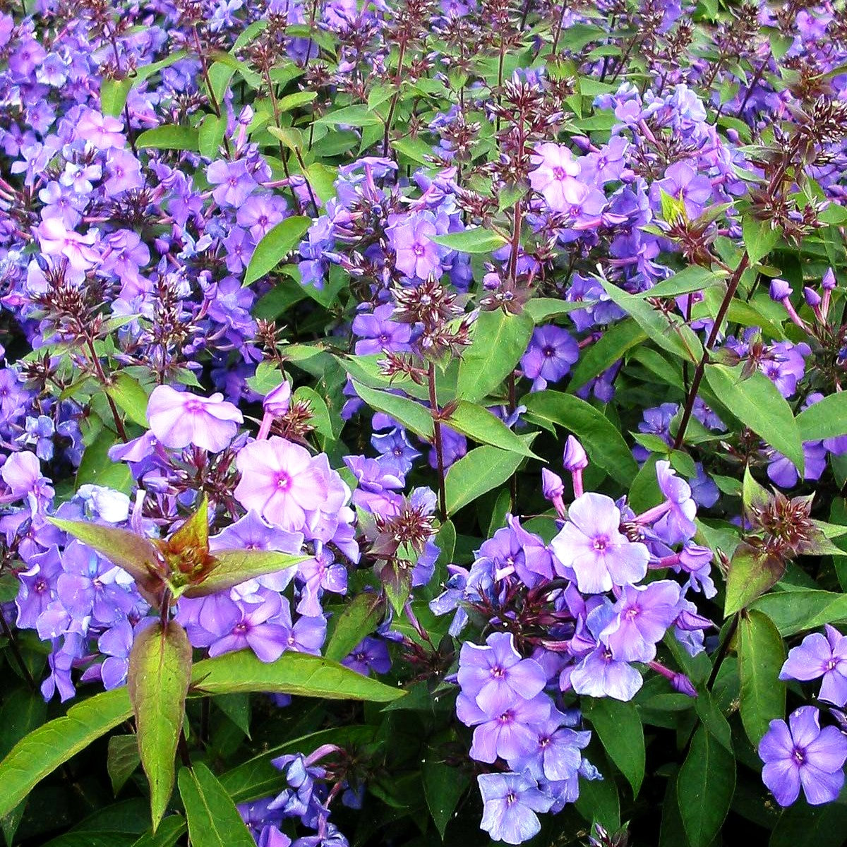 Hohe Flammenblume 'Blue Paradise' (Phlox paniculata)