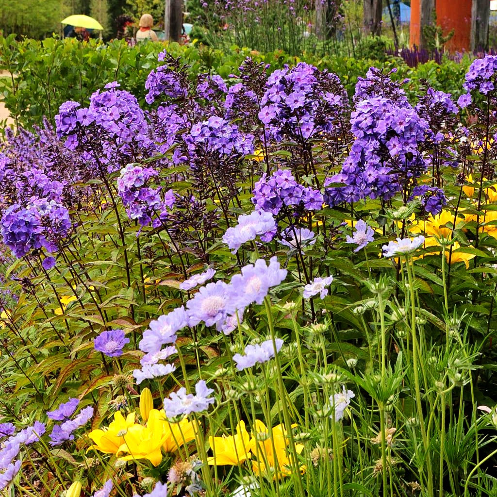 Hohe Flammenblume 'Blue Paradise' (Phlox paniculata)