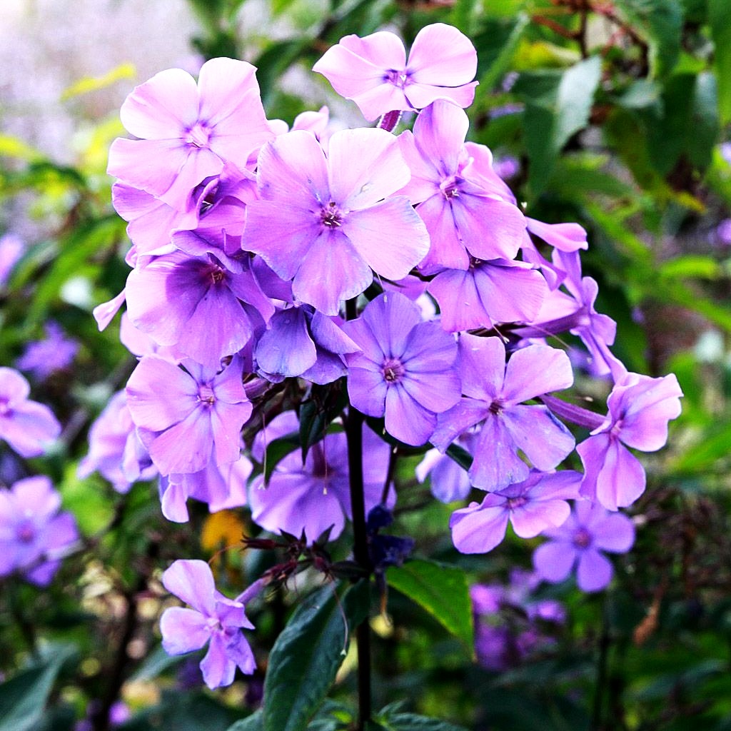 Hohe Flammenblume 'Blue Paradise' (Phlox paniculata)