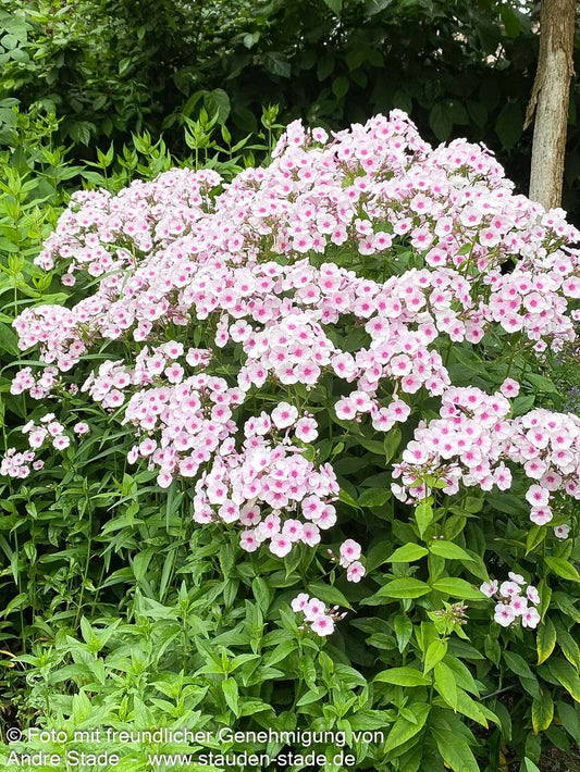 Hohe Flammenblume 'Bright Eyes' (Phlox paniculata)