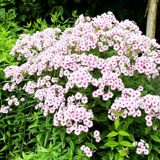 Hohe Flammenblume 'Bright Eyes' (Phlox paniculata)