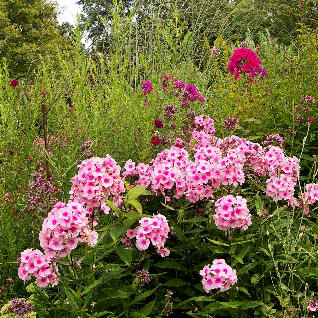 Hohe Flammenblume 'Bright Eyes' (Phlox paniculata)