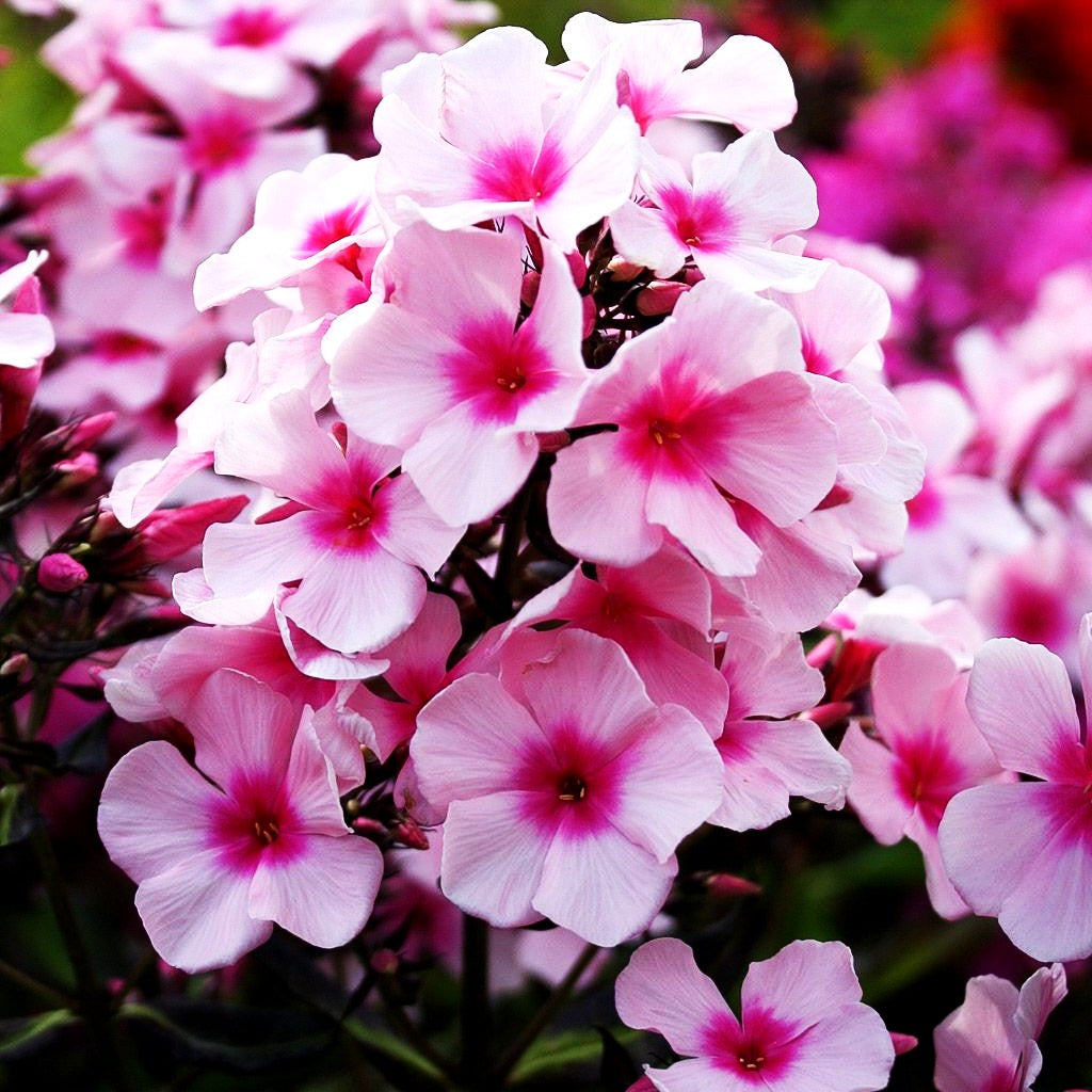 Hohe Flammenblume 'Bright Eyes' (Phlox paniculata)