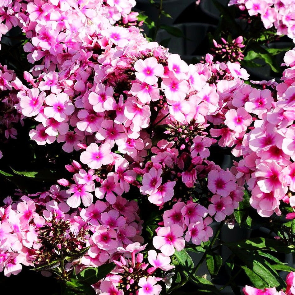 Hohe Flammenblume 'Bright Eyes' (Phlox paniculata)
