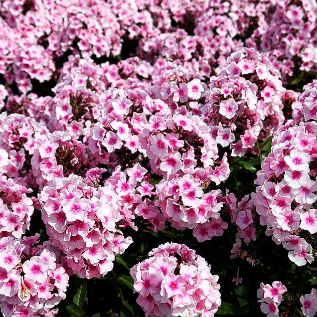 Hohe Flammenblume 'Bright Eyes' (Phlox paniculata)