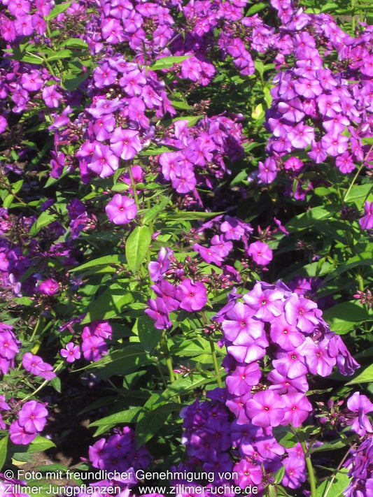 Hohe Flammenblume 'Düsterlohe' (Phlox paniculata)