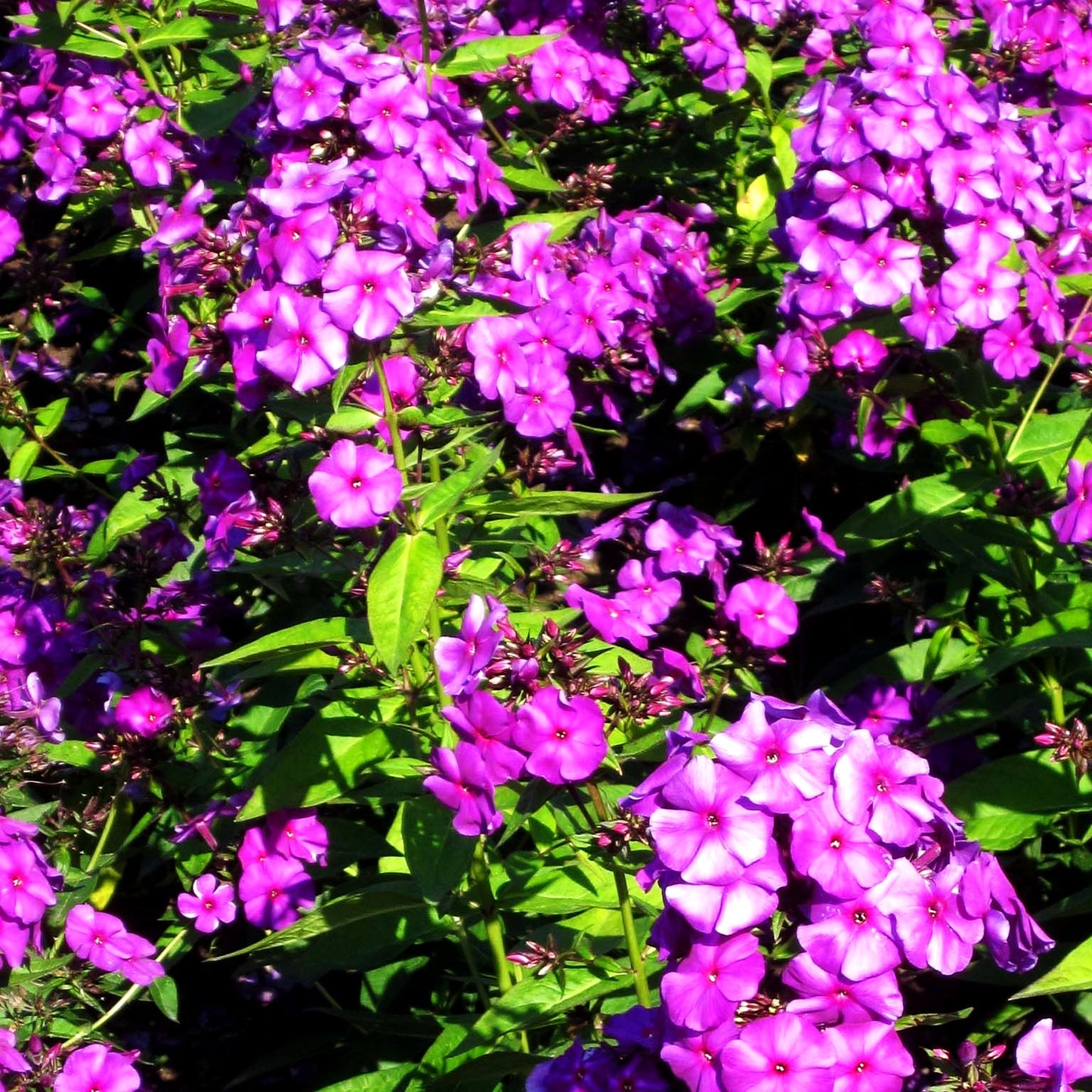 Hohe Flammenblume 'Düsterlohe' (Phlox paniculata)
