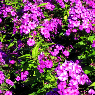 Hohe Flammenblume 'Düsterlohe' (Phlox paniculata)