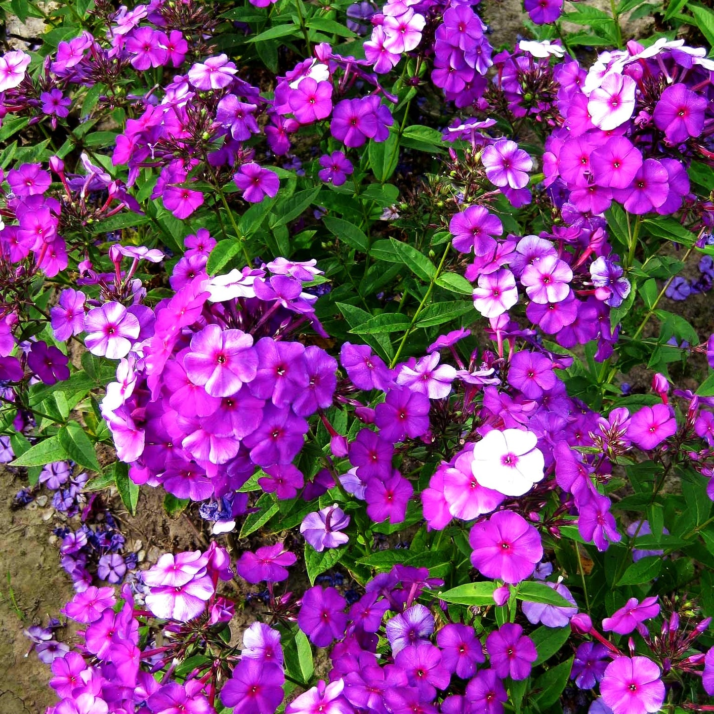 Hohe Flammenblume 'Düsterlohe' (Phlox paniculata)