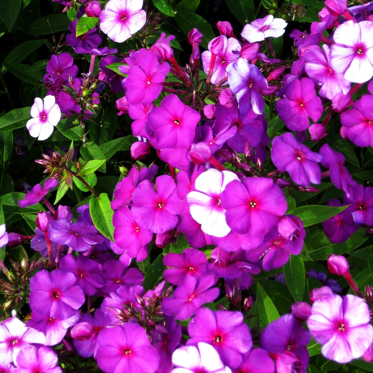Hohe Flammenblume 'Düsterlohe' (Phlox paniculata)
