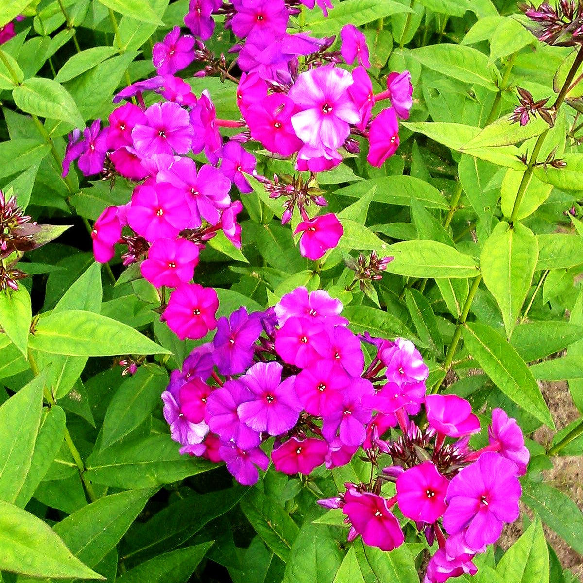 Hohe Flammenblume 'Düsterlohe' (Phlox paniculata)