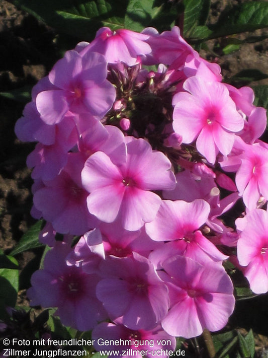 Hohe Flammenblume 'Eva Cullum' (Phlox paniculata)