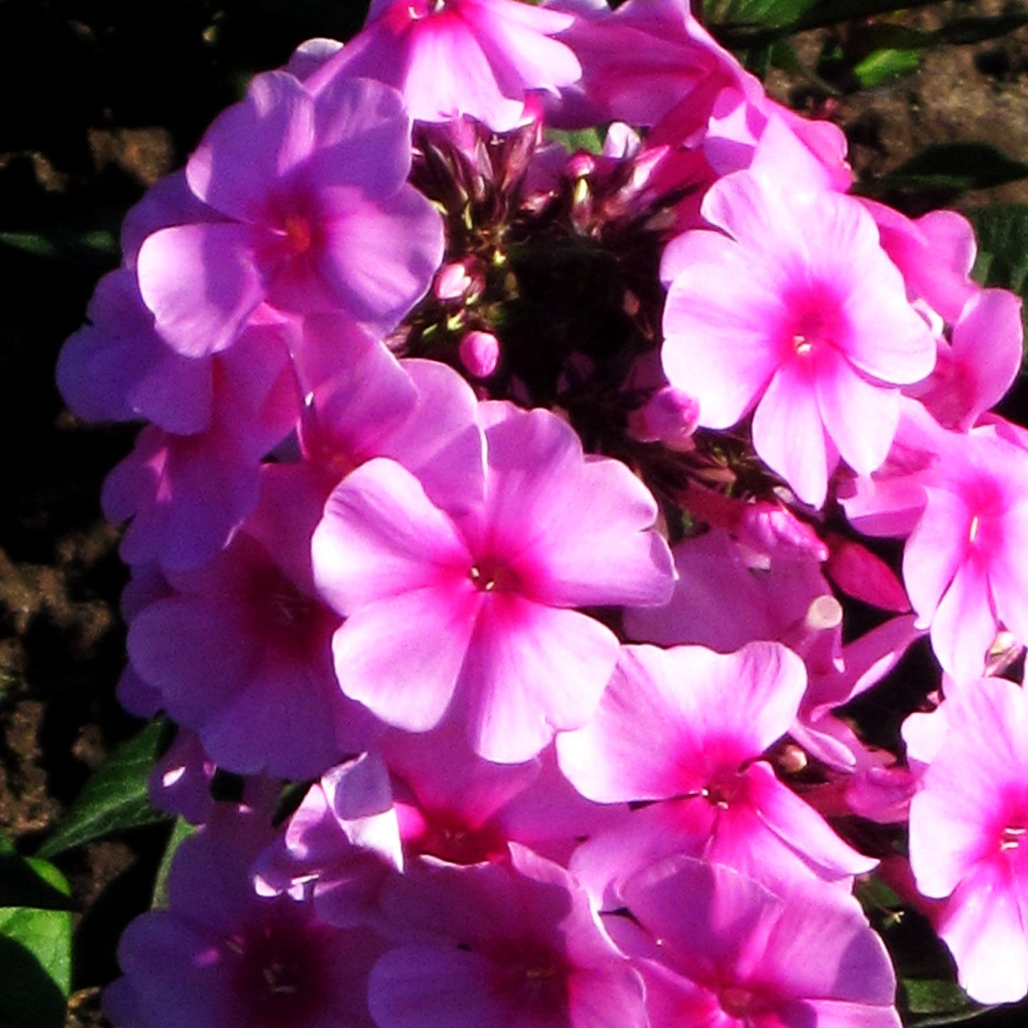 Hohe Flammenblume 'Eva Cullum' (Phlox paniculata)