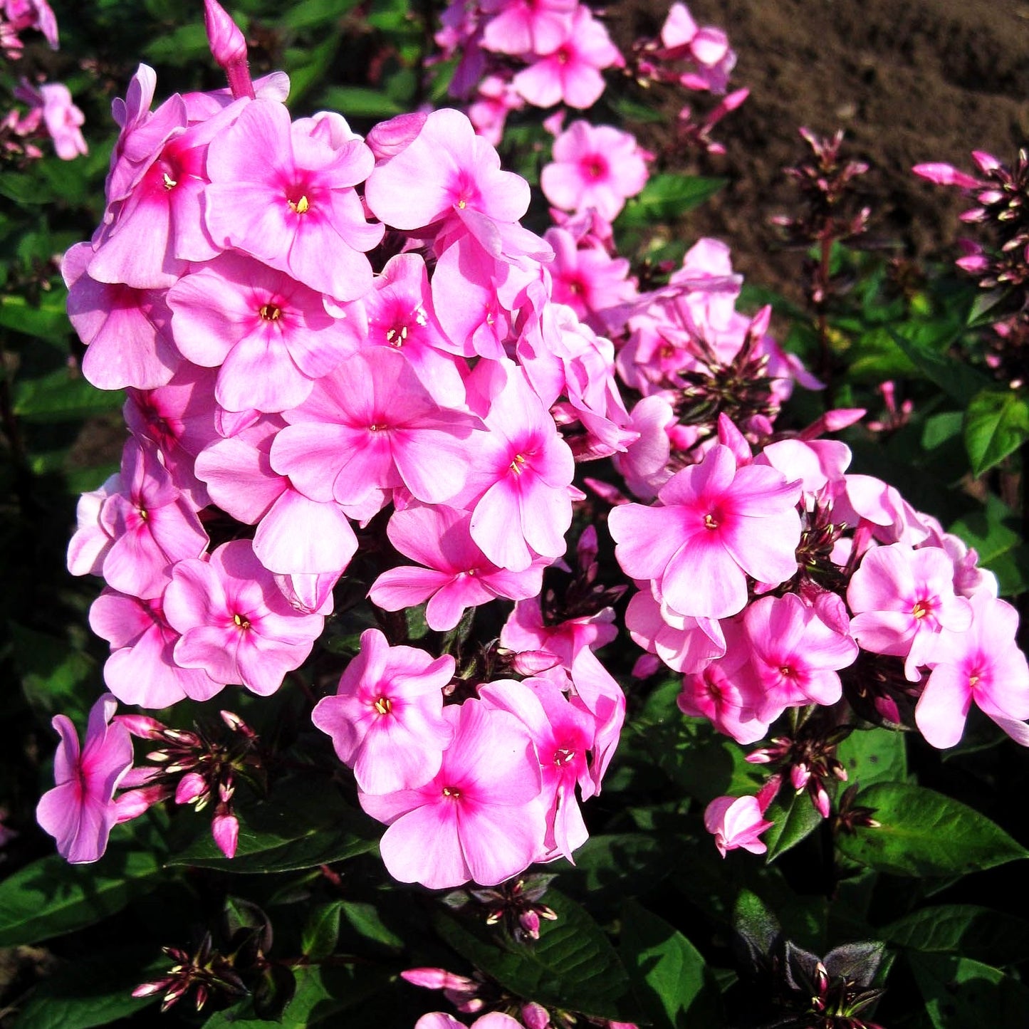 Hohe Flammenblume 'Eva Cullum' (Phlox paniculata)
