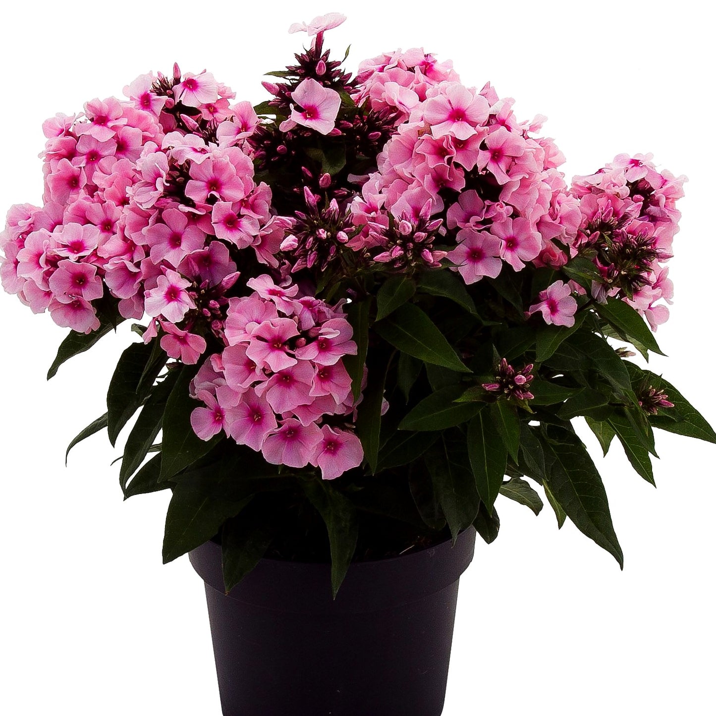 Hohe Flammenblume 'Famous Pink Eye' (Phlox paniculata)