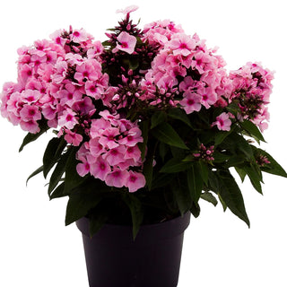 Hohe Flammenblume 'Famous Pink Eye' (Phlox paniculata)