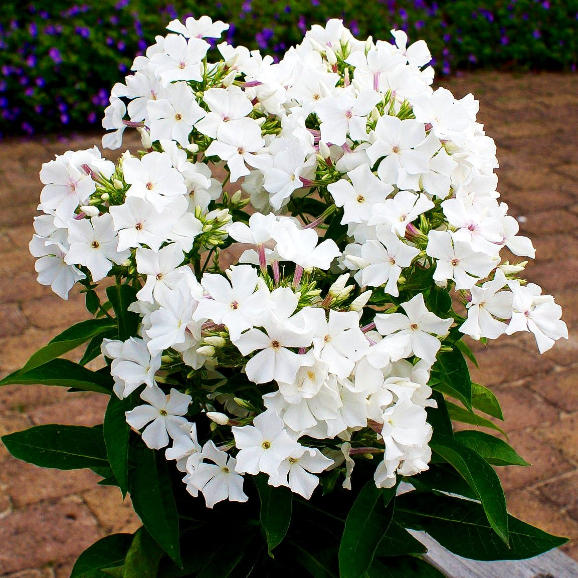 Hohe Flammenblume 'Famous White' (Phlox paniculata)