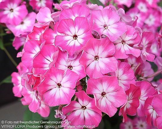 Hohe Flammenblume 'Flame Light Pink Imp.' (Phlox pan.)