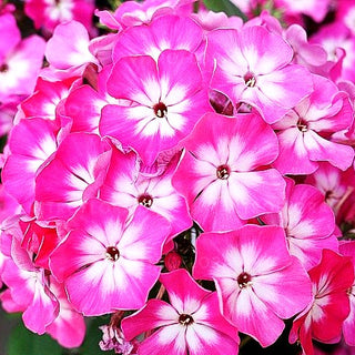 Hohe Flammenblume 'Flame Light Pink Imp.' (Phlox pan.)