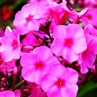 Hohe Flammenblume 'Flame Pink' (Phlox pan.)