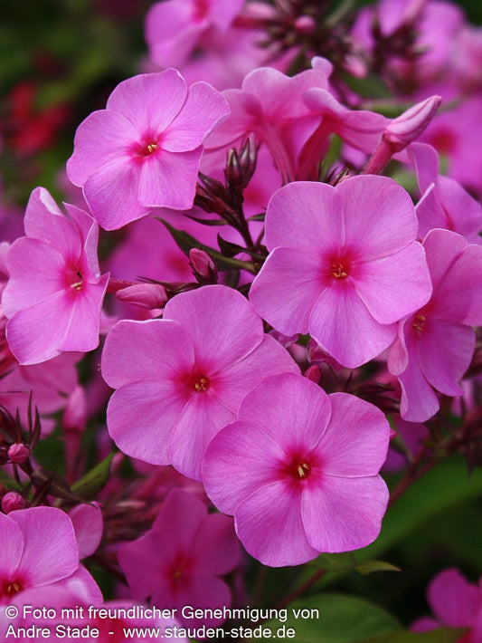 Hohe Flammenblume 'Flame Pink' (Phlox pan.)
