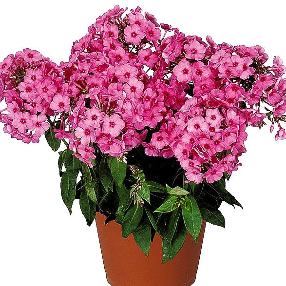 Hohe Flammenblume 'Flame Pink' (Phlox pan.)