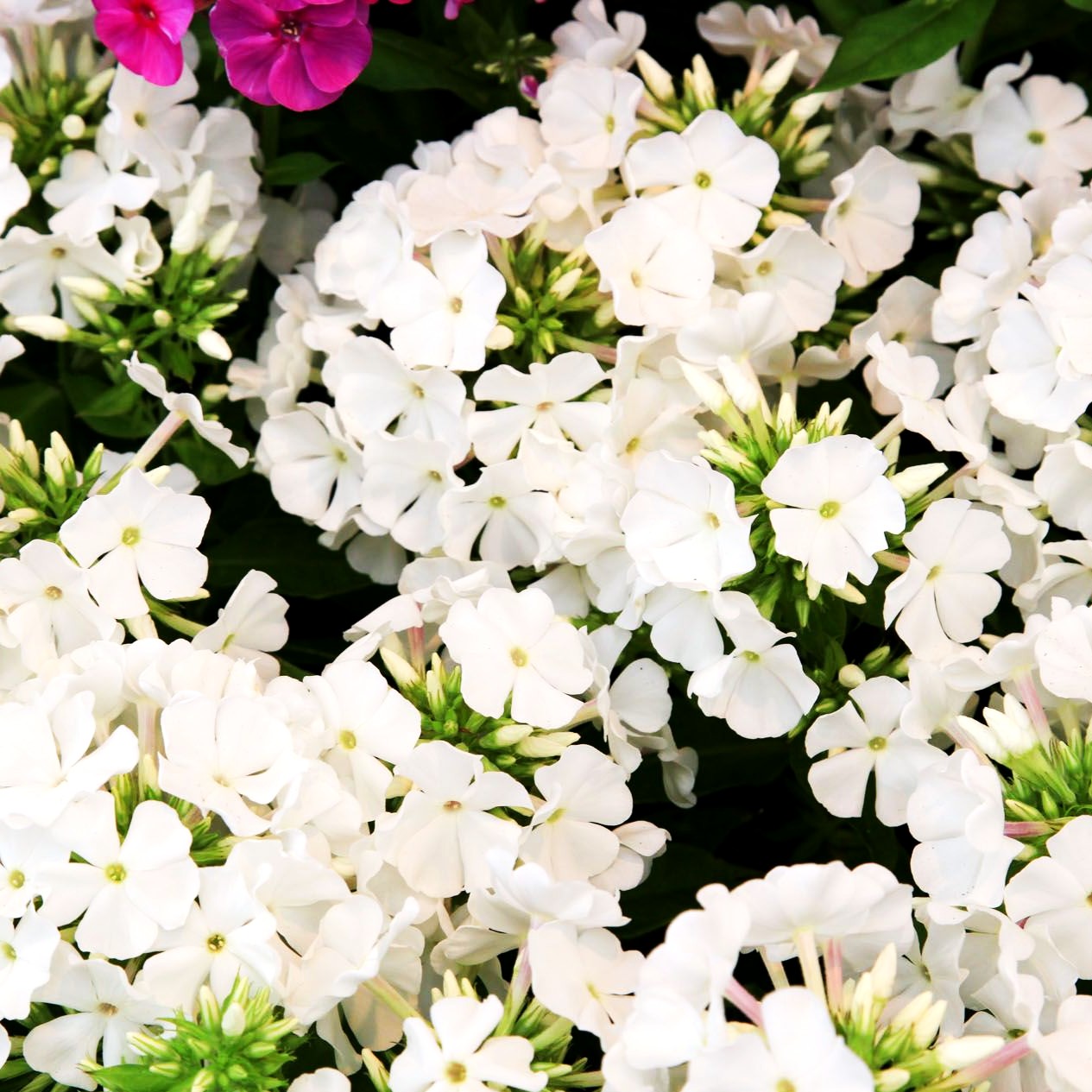 Hohe Flammenblume 'Flame Pro White' (Phlox pan.)