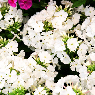 Hohe Flammenblume 'Flame Pro White' (Phlox pan.)