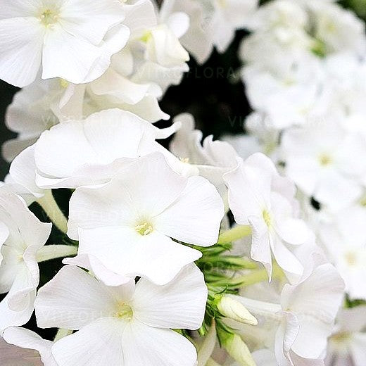 Hohe Flammenblume 'Flame Pro White' (Phlox pan.)