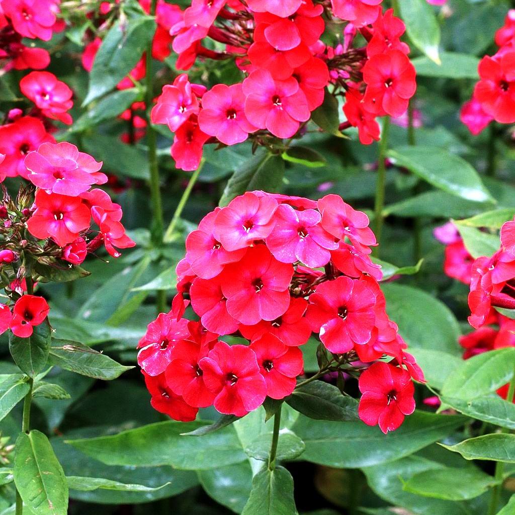 Hohe Flammenblume 'Flame Red' (Phlox pan.)