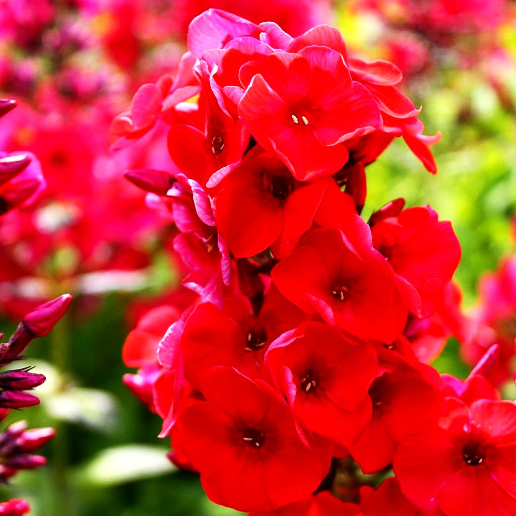 Hohe Flammenblume 'Flame Red' (Phlox pan.)