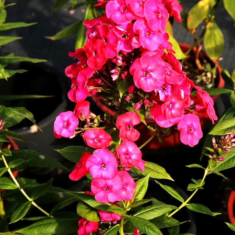 Hohe Flammenblume 'Flame Red' (Phlox pan.)