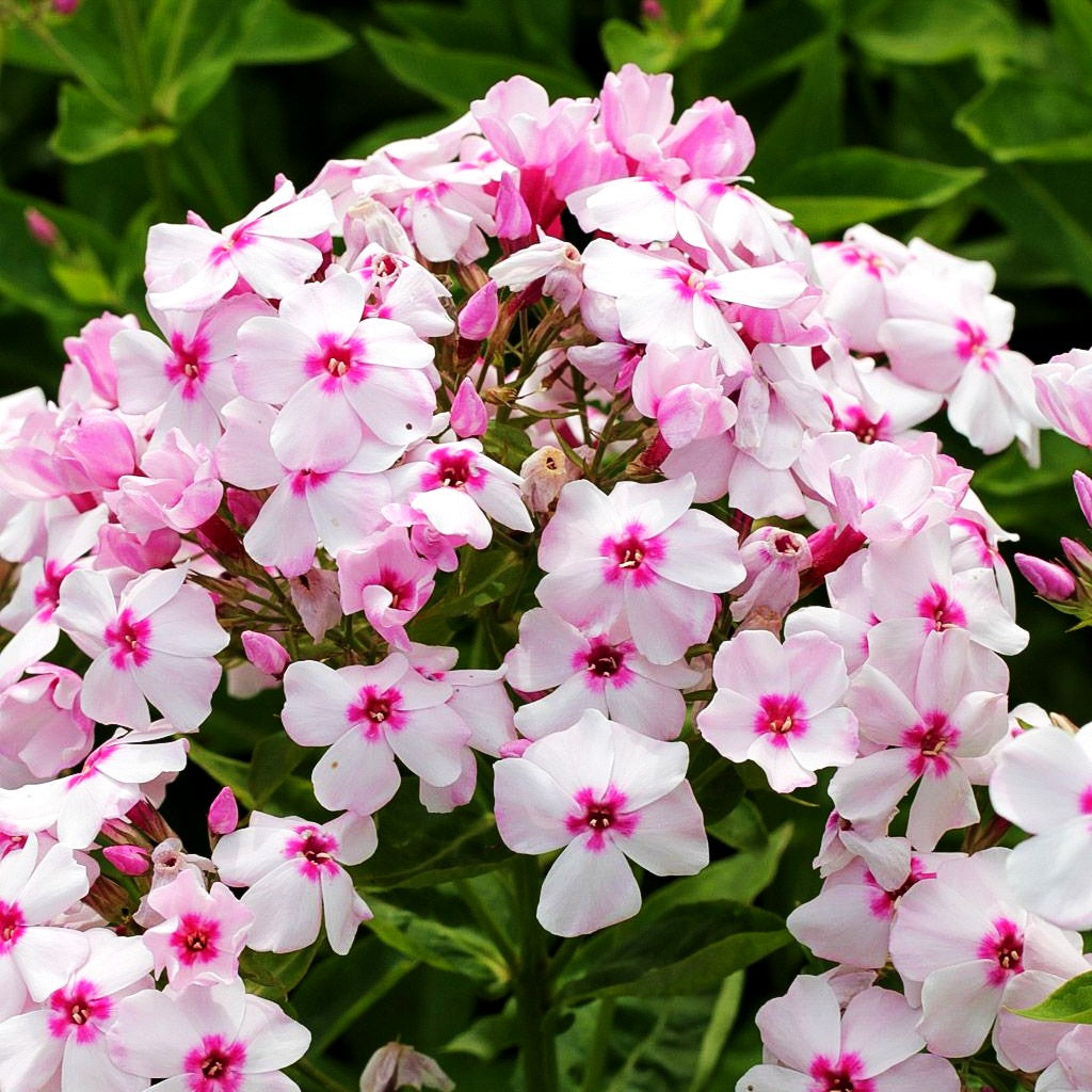 Hohe Flammenblume 'Flame White Eye' (Phlox pan.)