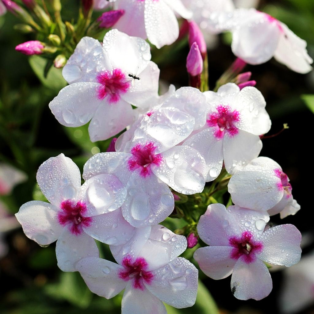 Hohe Flammenblume 'Flame White Eye' (Phlox pan.)