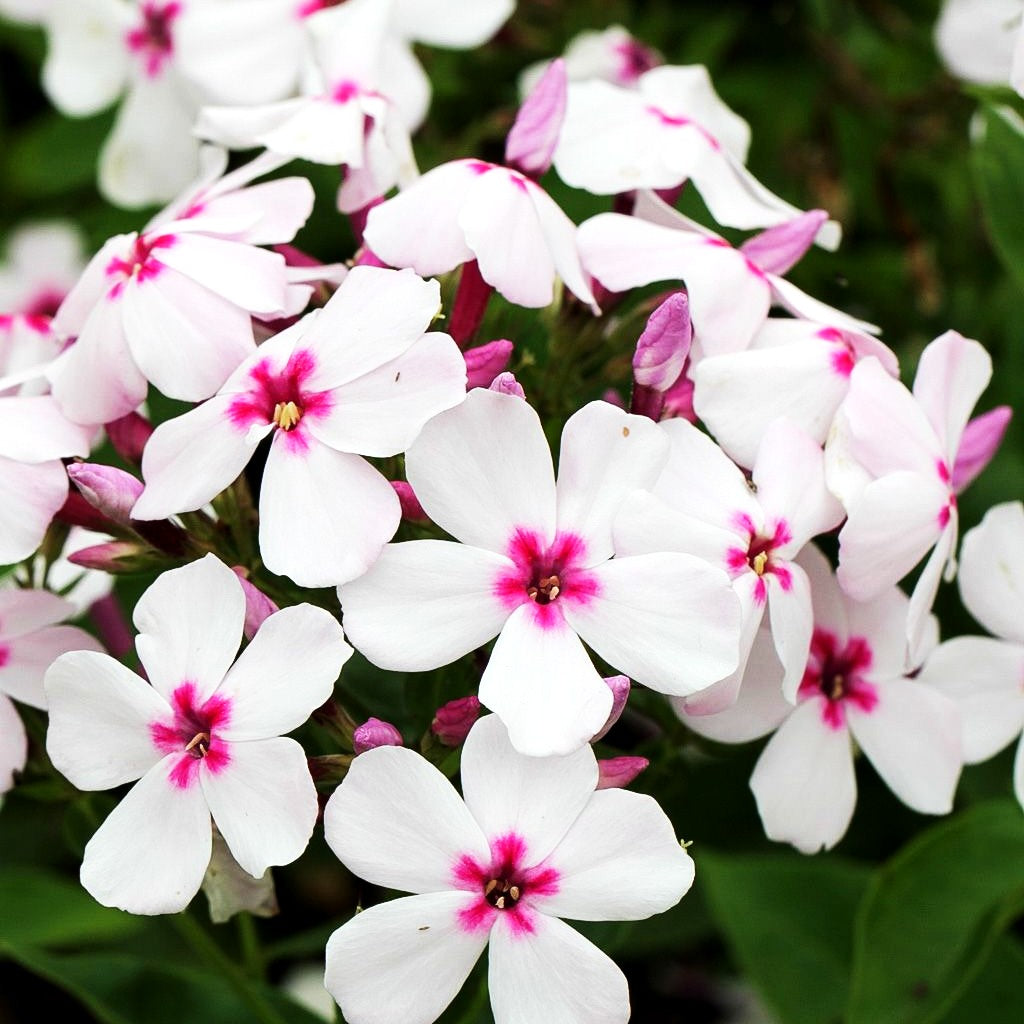 Hohe Flammenblume 'Flame White Eye' (Phlox pan.)