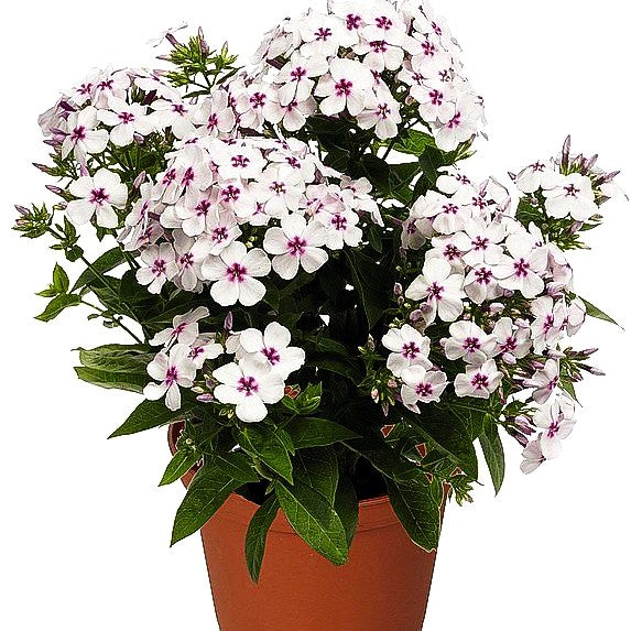 Hohe Flammenblume 'Flame White Eye' (Phlox pan.)