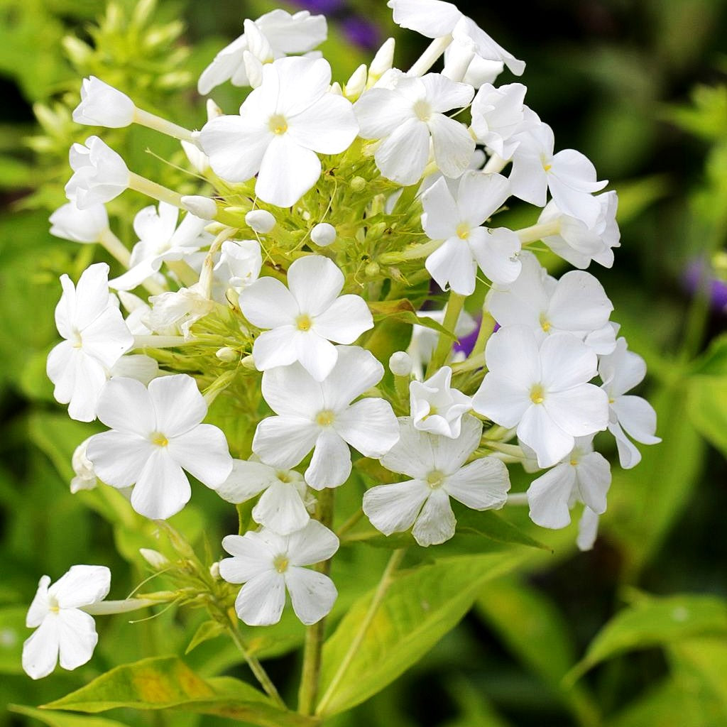 Hohe Flammenblume 'Fujiyama' (Phlox paniculata)